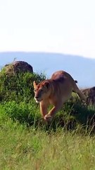 "Underwater Adventure: Discovering Marine Life"