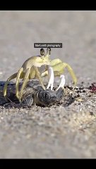 Cutest Animal Moments"