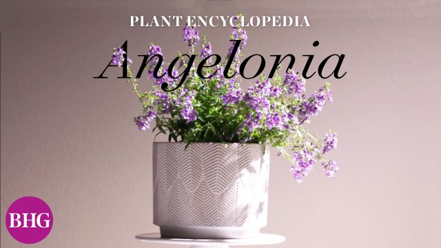 Everything You Need to Know About Angelonias
