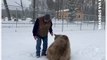 Wildlife Center Founder Tests Out 'New' Knee With Bear
