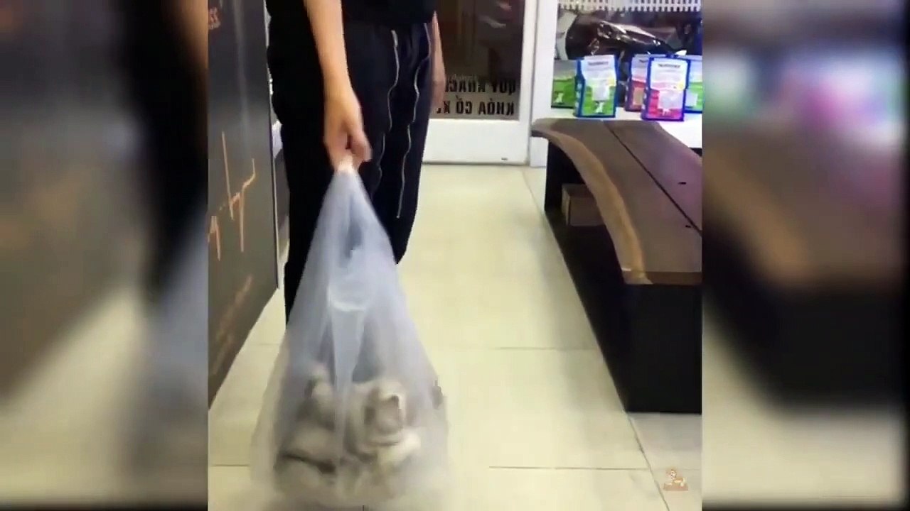 FUNNY-ANIMALS-VIDEOS