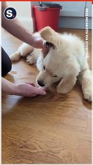 Puppy Has Ruff Time Understanding Where Treats Disappear To