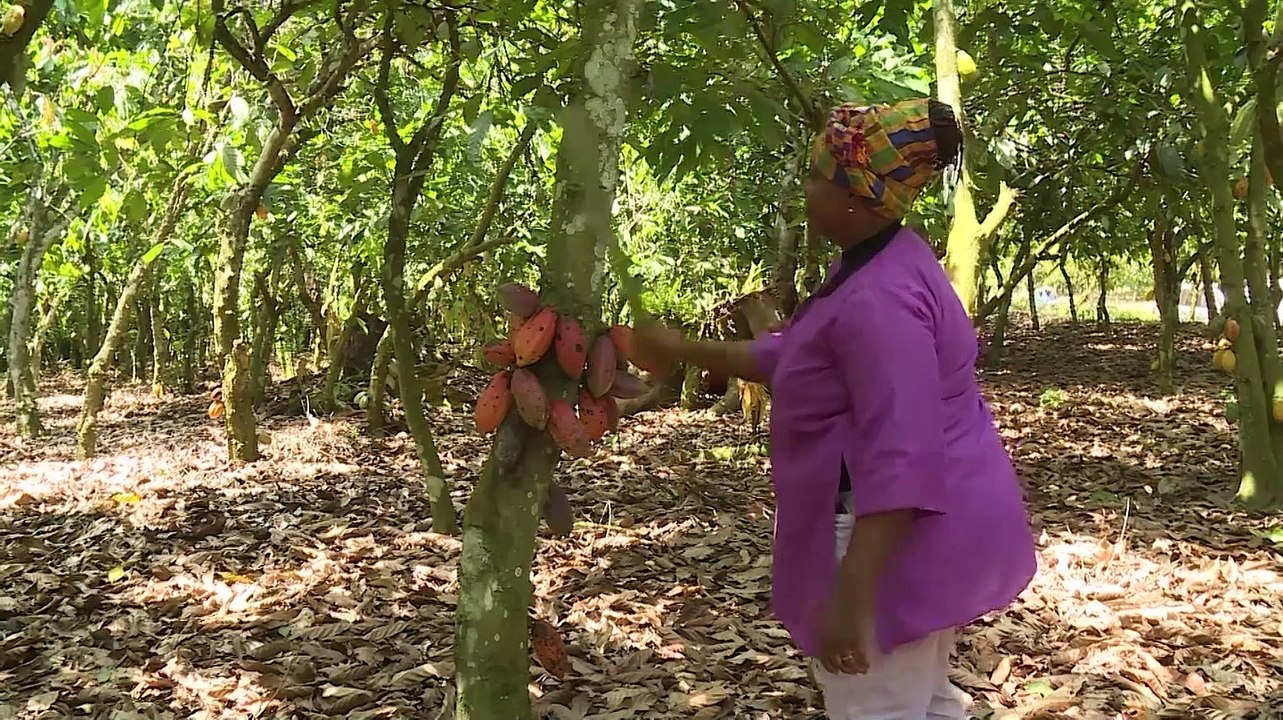 Le prix du Kg bord champ du Cacao pour la campagne intermédiaire 2023 maintenu a 900 FCFA