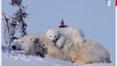 Fidgety Polar Bear Cub Struggles to Get Comfortable Atop Sleepy Momma Bear