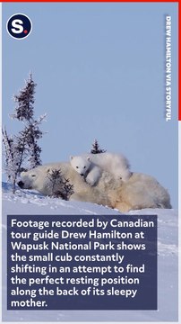 Fidgety Polar Bear Cub Struggles to Get Comfortable Atop Sleepy Momma Bear