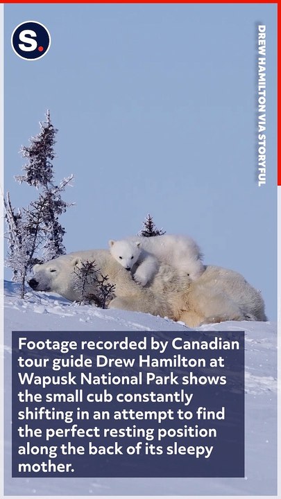 Fidgety Polar Bear Cub Struggles to Get Comfortable Atop Sleepy Momma Bear