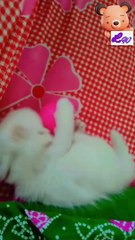 A Cute Baby Cat Playing With Ball | Funny Cats