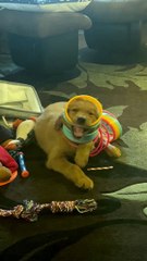 Puppy Gets Tangled Up in Giant Slinky
