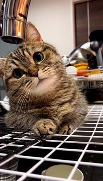 %E4%B9%85%E3%81%97%E3%81%B6%E3%82%8A%E3%81%ABiPhone%E9%80%86%E3%81%95%E3%81%BE%E3%81%AB%E6%8C%81%E3%81%A3%E3%81%A6%E6%92%AE%E3%81%A3%E3%81%A6%E3%81%BF%E3%81%9F_%23%E8%9B%87%E5%8F%A3%E3%82%B7%E3%83%AA%E3%83%BC%E3%82%BA__%E2%A0%80_%