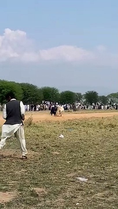 bull dengerous startar seen