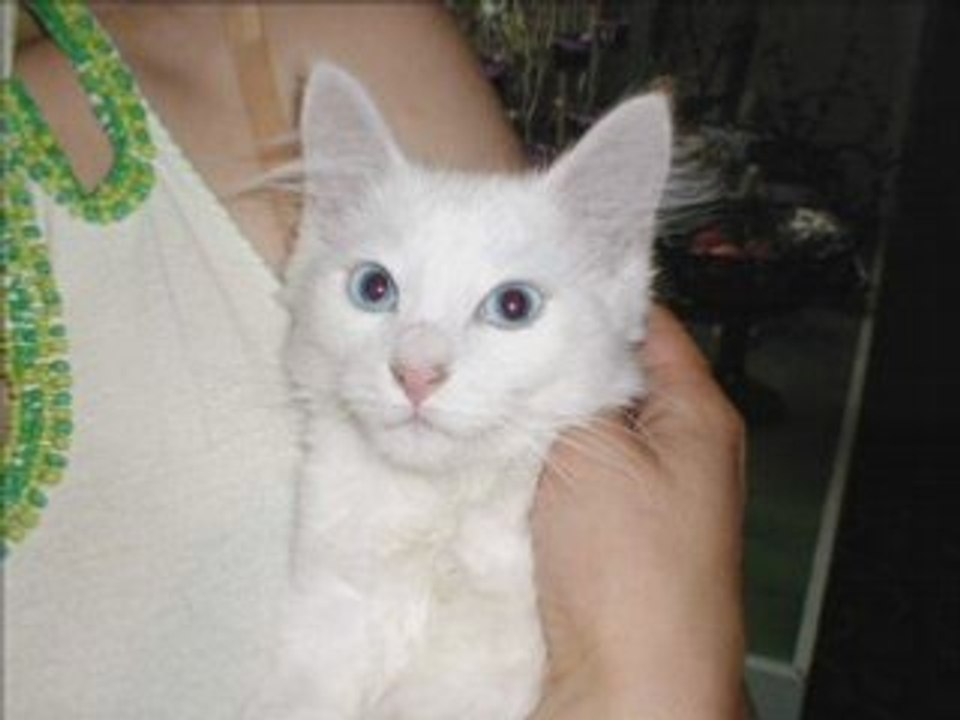 Kriska , the cat from nowhere