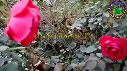 Surah Rehman Full Beautiful Tilawat__Beautiful recitation of Surah Rehmanسورۃالرحمن کی خوبصورت تلاوت(360P)