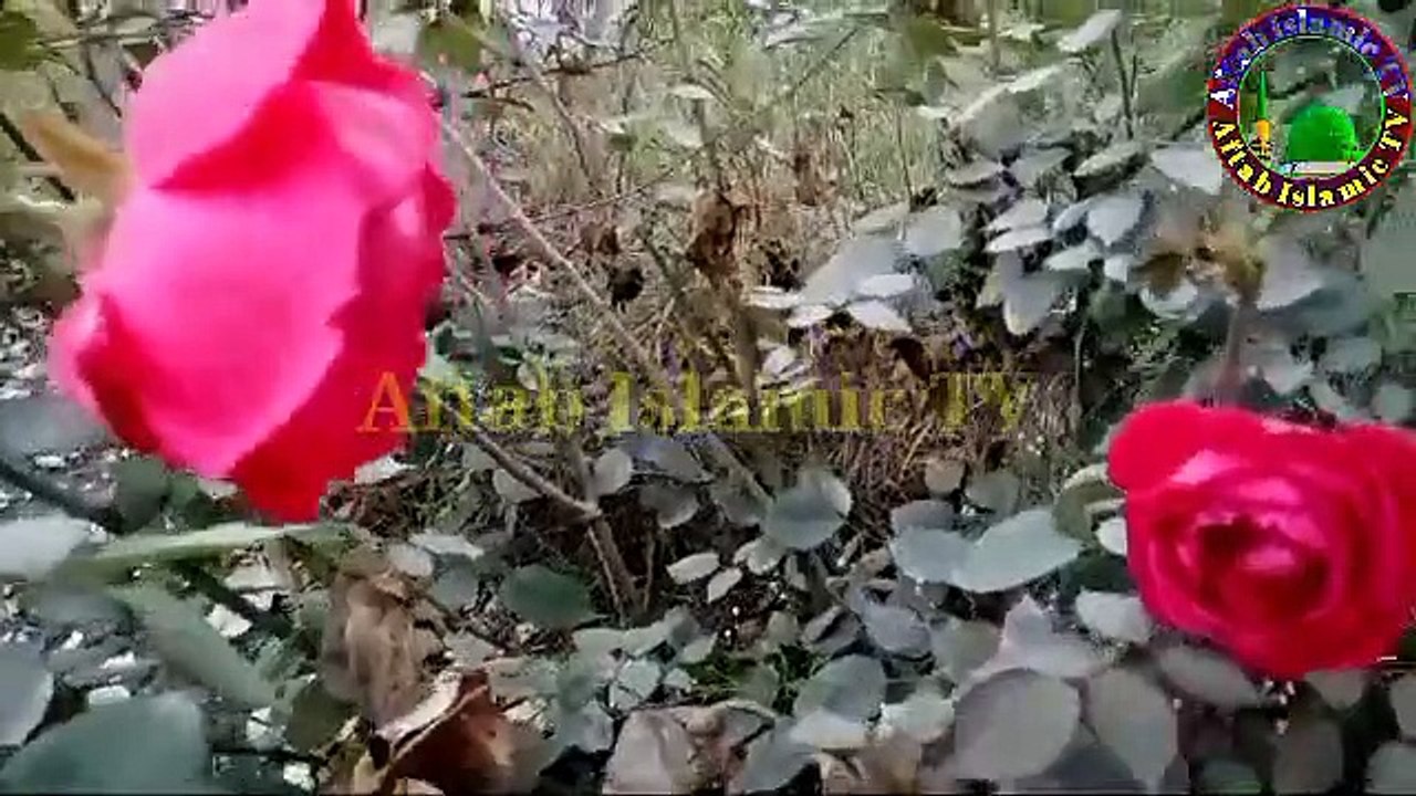 Surah Rehman Full Beautiful Tilawat__Beautiful recitation of Surah Rehmanسورۃالرحمن کی خوبصورت تلاوت(360P)