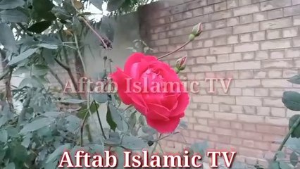 Surah Mulk full __Beautiful Tilawat of Surah Mulk __Recitation of Surah Mulk _سورۃ الملک کی تلاوت(360P)