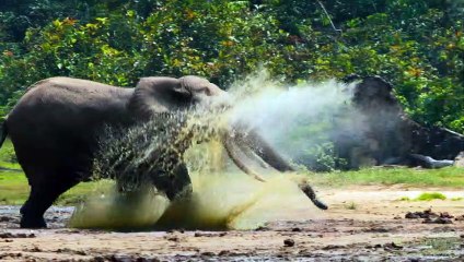 Grandes Animais (Tom Hiddleston) | Teaser 4K Legendado | Documentário Apple TV