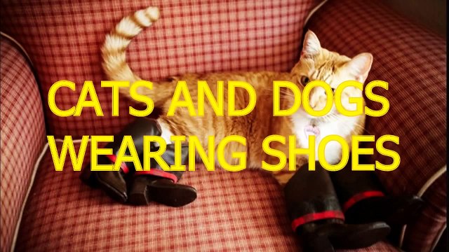 Cats and dogs wearing shoes Funny animal compilation