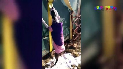 Приколы про собак. Собачья ссора.