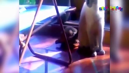 Просто приколы с котанами. Нарезка #1.