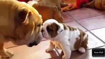 Cats and dogs meeting babies for the first time - Cute animal compilation