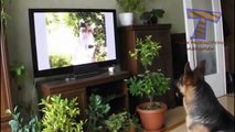 Funny reactions of animals, watching TV Funny and cute animal compilation
