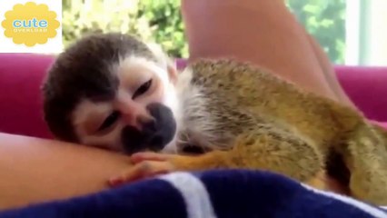 Funny Farm Animals Compilation   Funny Animal Fail Compilation   August 2015