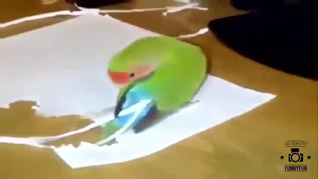 Прикольные животные смешные моменты красивый попугай Funny Animal
