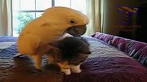 Cats and dogs vs parrots   Funny and cute animal compilation (3)