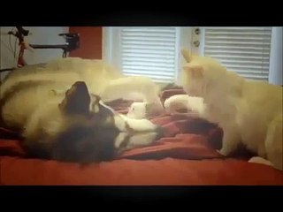 Funny and Cute Videos - Funny Cute Animal Videos - Cute Cats And Dogs Compilation 2015