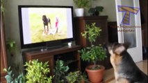 Funny reactions of animals, watching TV   Funny and cute animal compilation   funny pets