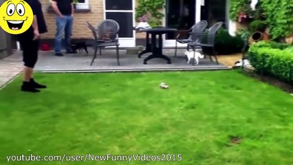 Best Funny Videos   Dogs scared of cats   Funny animal compilation