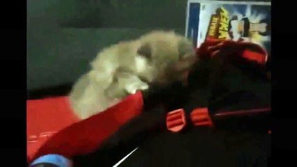 Funny cats Funny cats videos 2015 Funny Cats Compilation Funny Animal Videos funny video