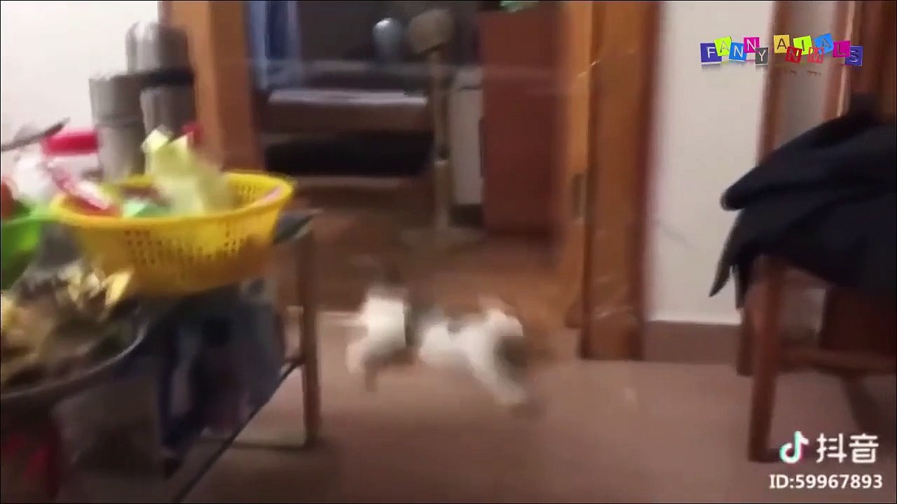 Разные приколы с разными животными #7