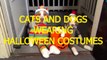 Cats and dogs wearing Halloween costumes - Funny and cute animal compilation