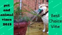 Pet and Animal Vine Compilation - FUNNY ANIMALS VINES   BestChoiceVine