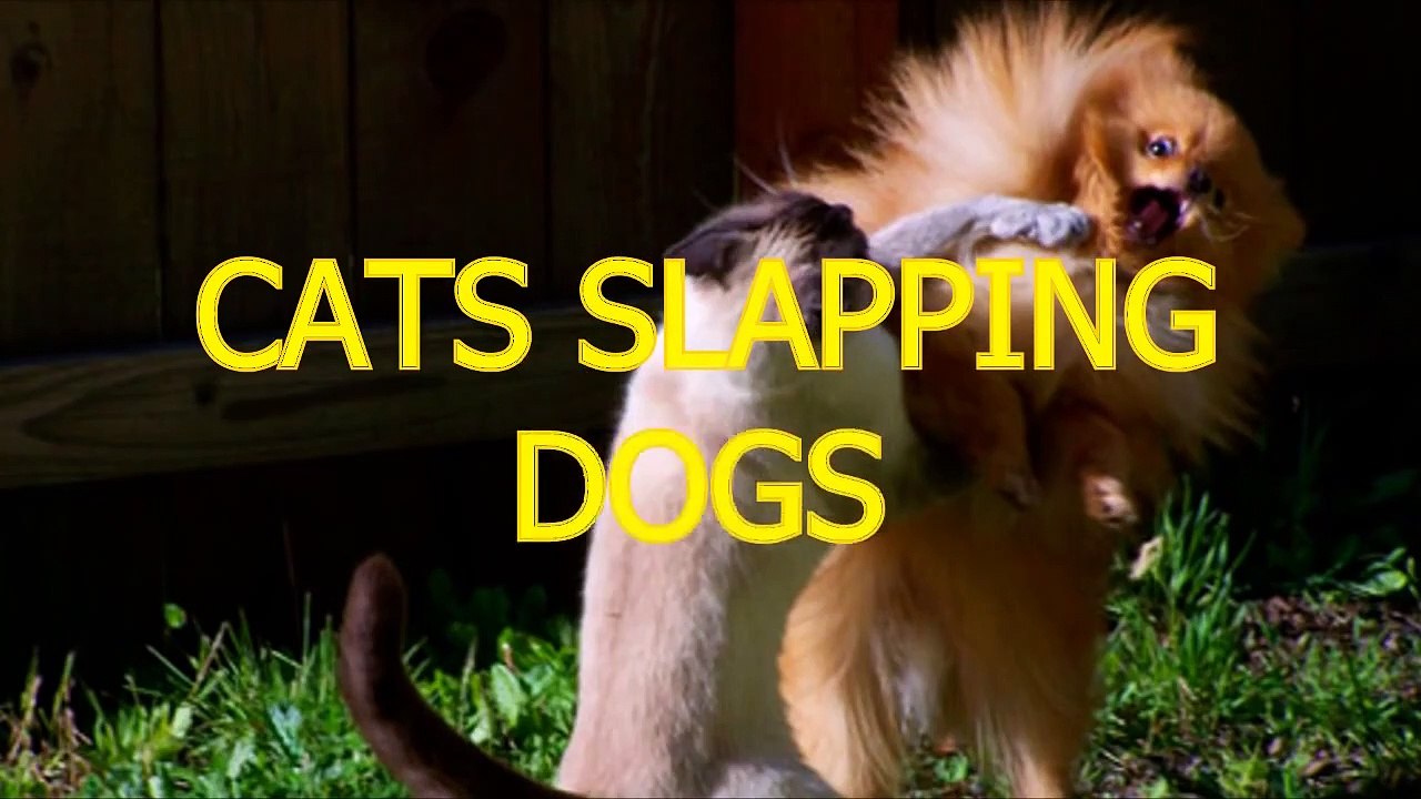 Cats slapping and punching dogs - Funny cat & dog compilation