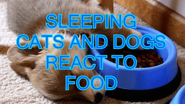 Sleeping cats and dog react to food Funny and cute animal compilation funny cats sleeping