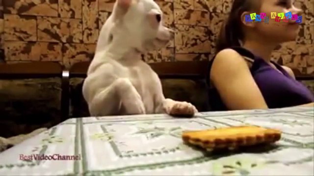 Разные приколы с разными животными. Наглый кот.