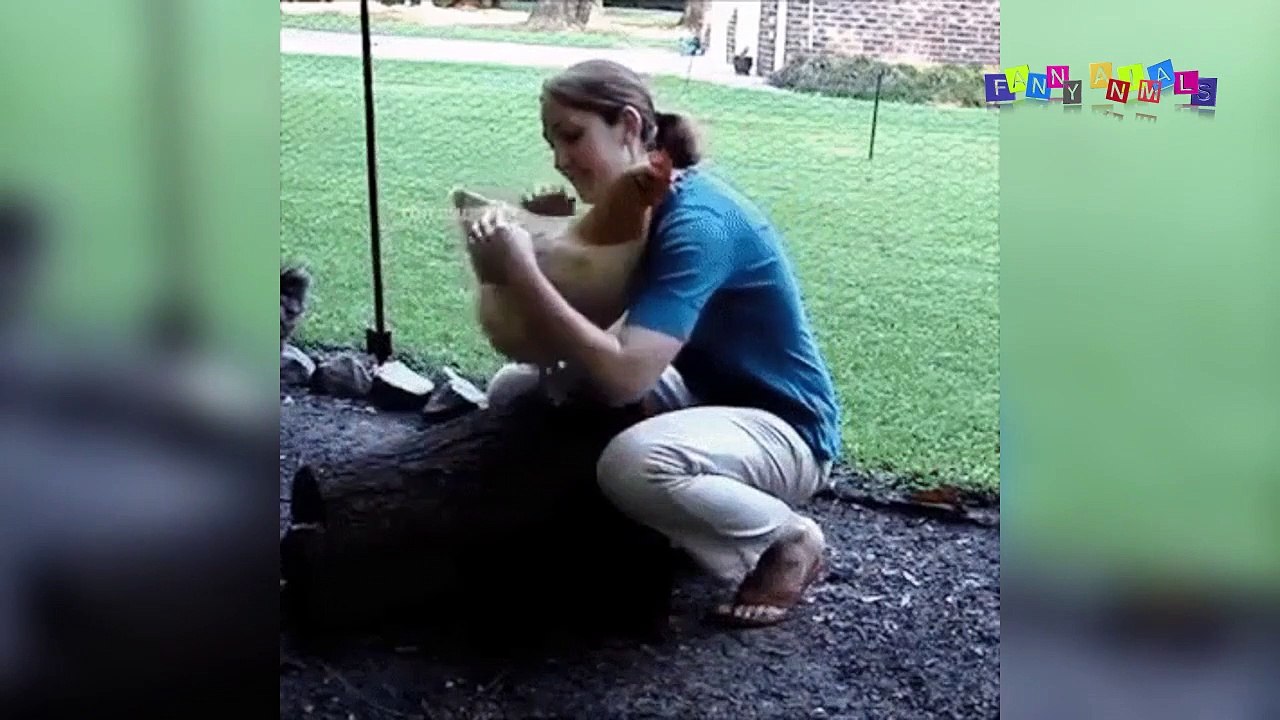 Разные приколы с разными животными. Весёлый пингвин.