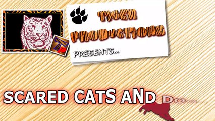 Scared cats and dogs - Funny and cute animal compilation