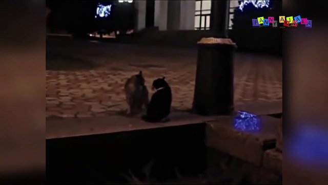 Просто приколы с котанами. Эпичные кошачьи бои. #1