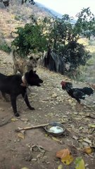 videos 2023,best funny videos 2023,fun  #DILSHAD #shorts #short #youtubeshorts