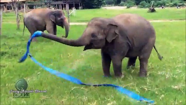 FUNNY ANIMALS FUNNIEST ANIMAL CLIPS FUNNY PETS new