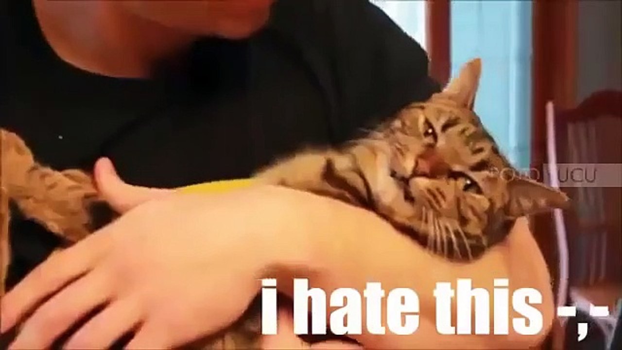 Funny Videos Of Funny Animals Compilation 2015   NEW Funny Animal Vedios 2015