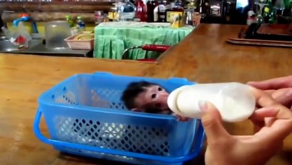 Best Funny Animal Videos For Children To Watch   The Cute Baby Monkey