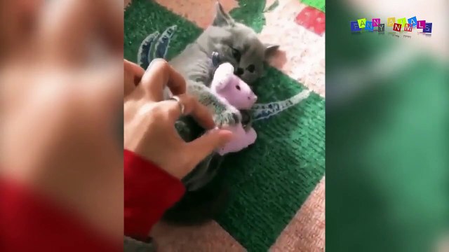 Просто приколы с котанами. Купание рыжего кота.