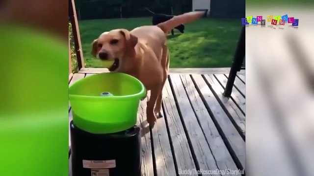 Приколы про собак. Приколы с собаками. #3