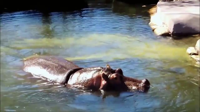 Farting animals compilation funny cats dogs horses passing gas