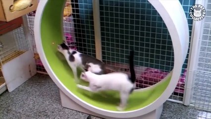 Role Reversal Pets   Funny Pet Compilation (5)