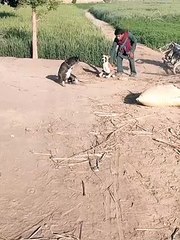 prank-with-dog-part-8-shorts-viral-960-ytshorts.savetube.me