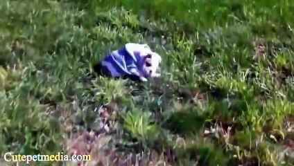 FUNNY ANIMALS ★ SMART DOGS COMPILATION (HD) [Funny Pet Media] (5)